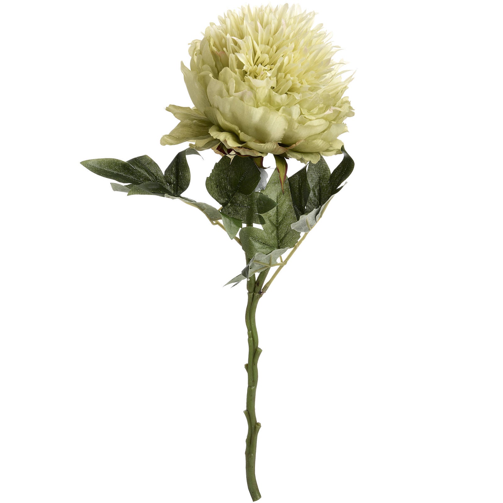 Single Green Peony