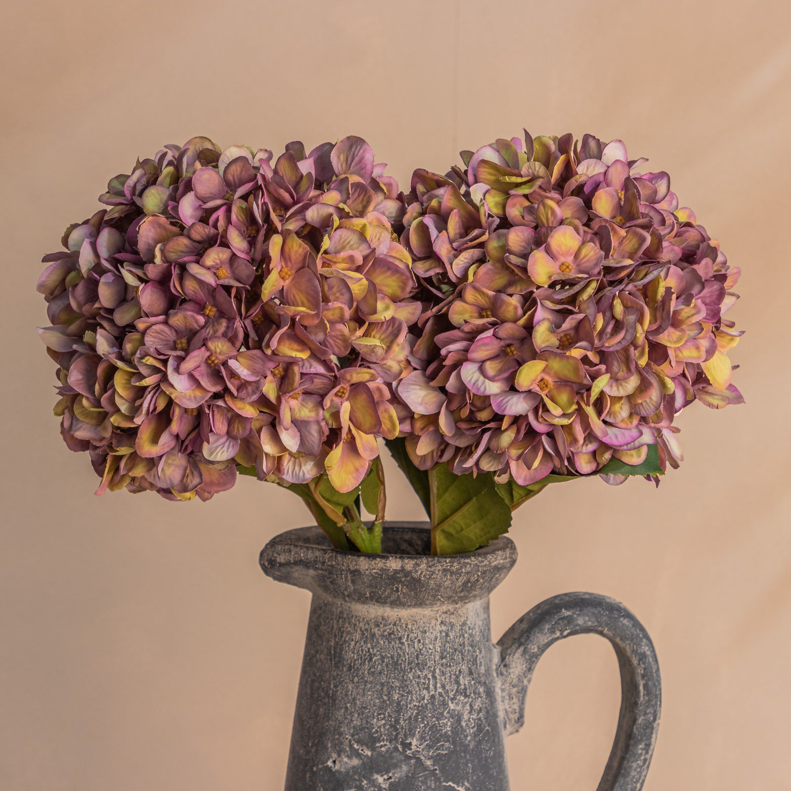 Two Tone Coffee Coloured Hydrangea