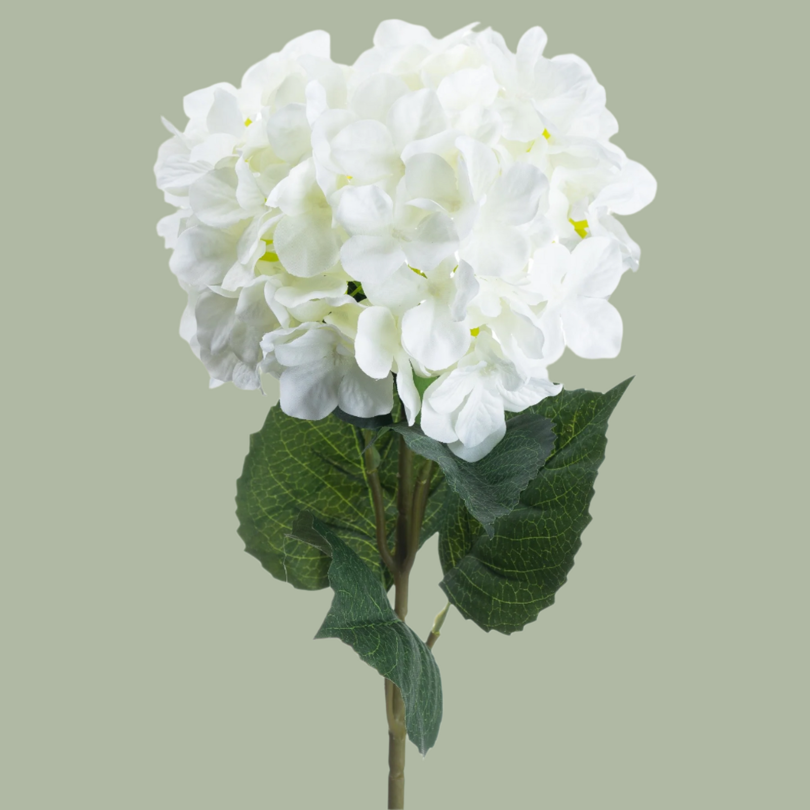 Single White Hydrangea