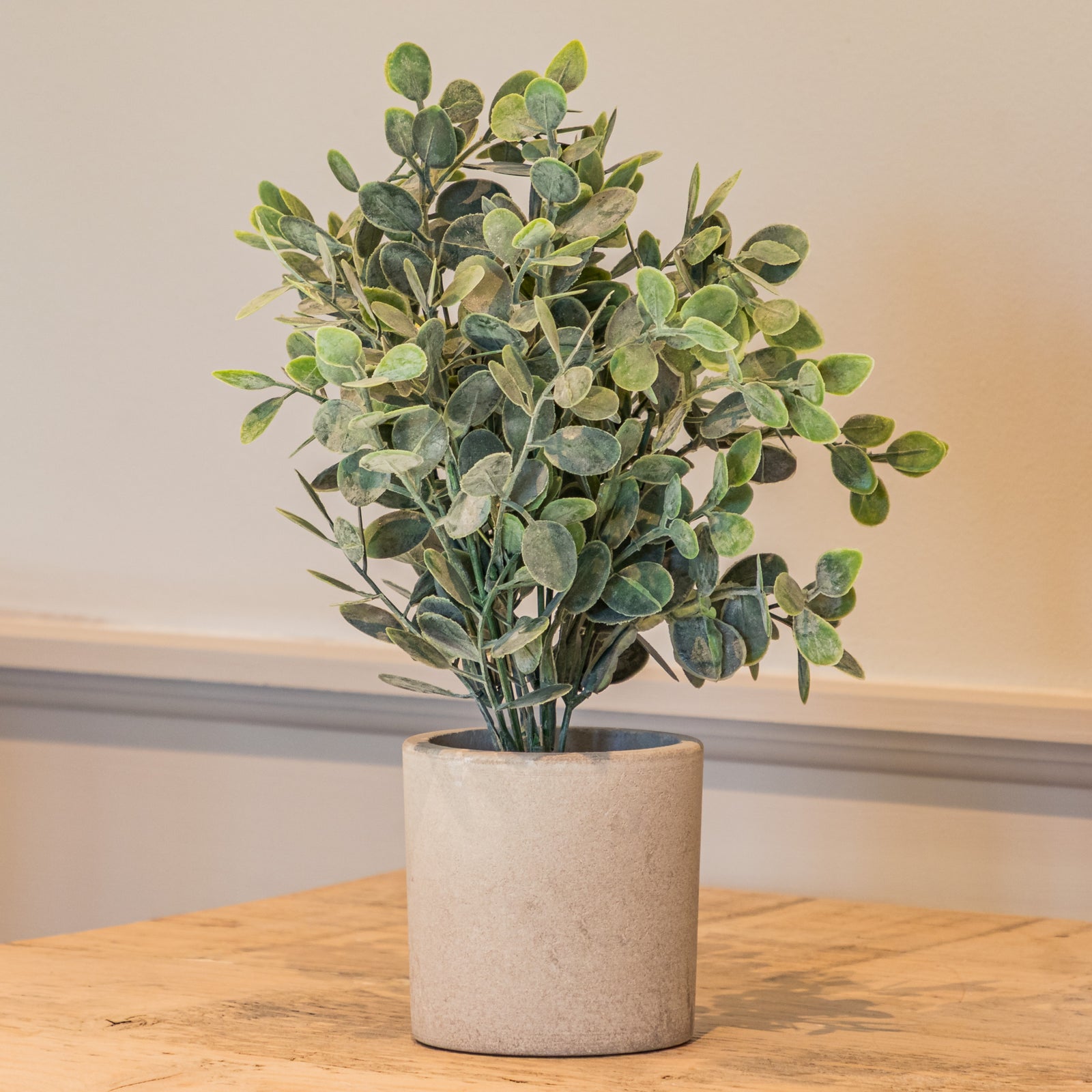 Basil Plant In Stone Effect Pot