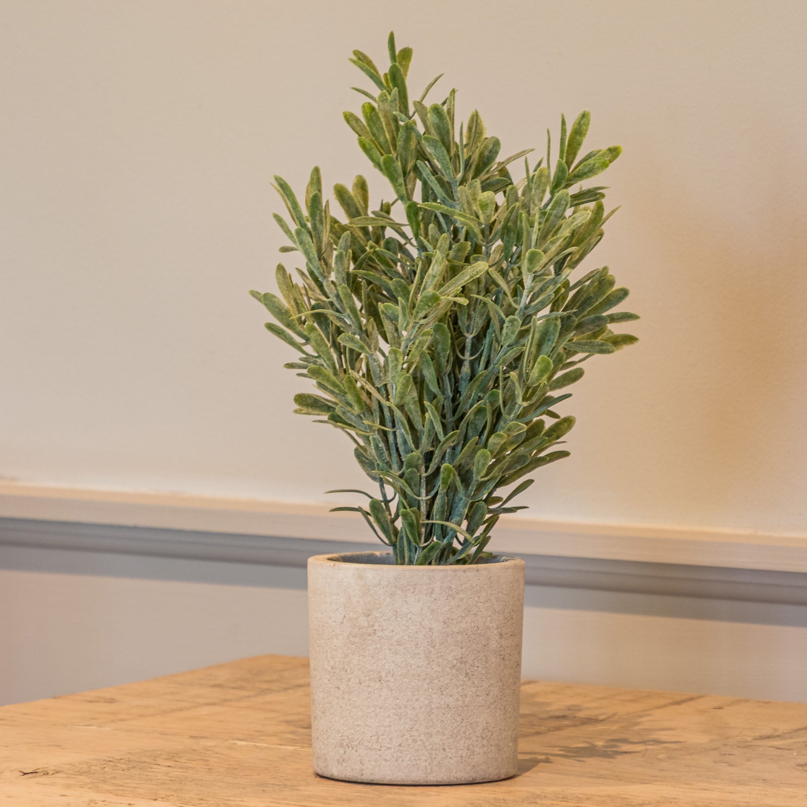 Buxus Plant In Stone Effect Pot