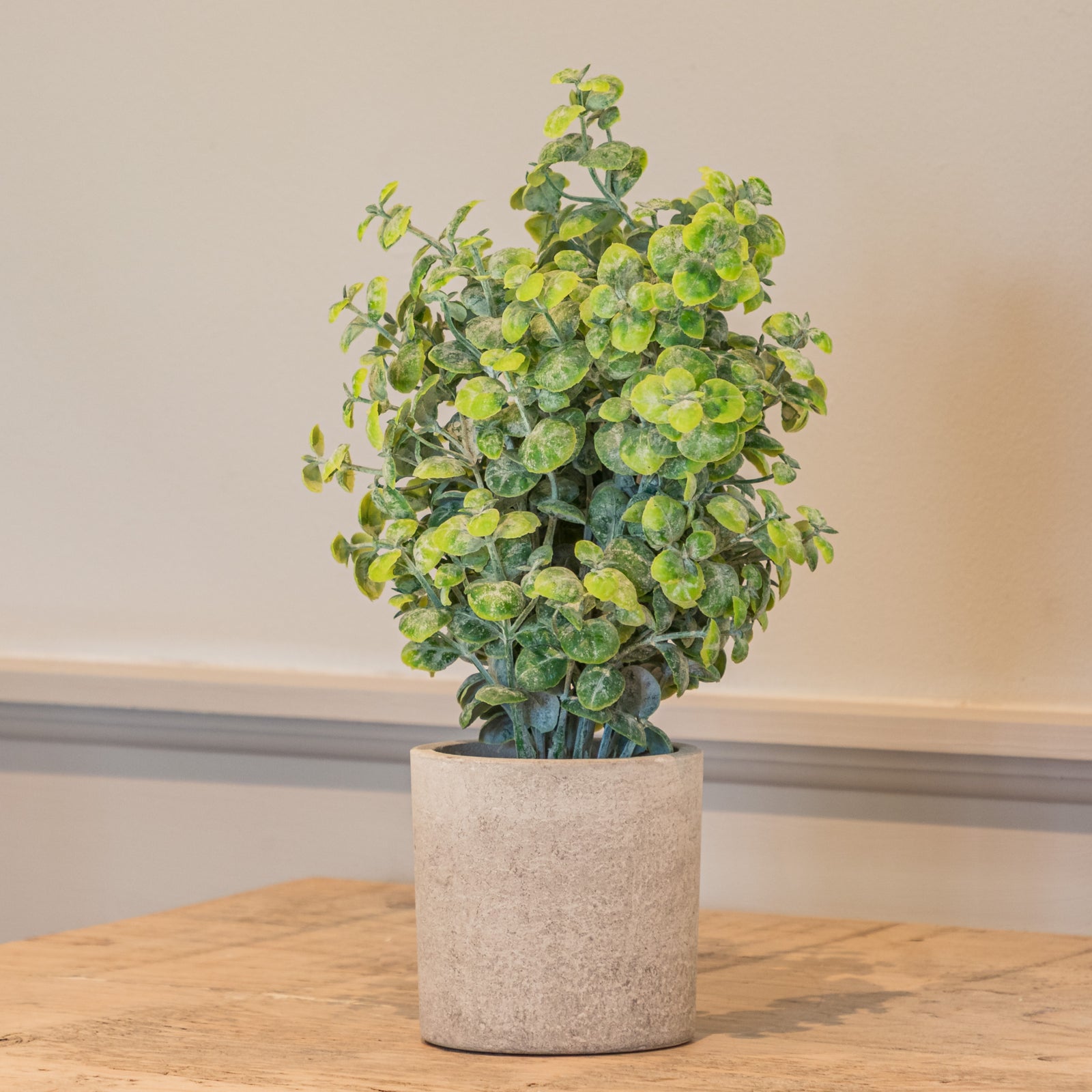 Eucalyptus Plant In Stone Effect Pot