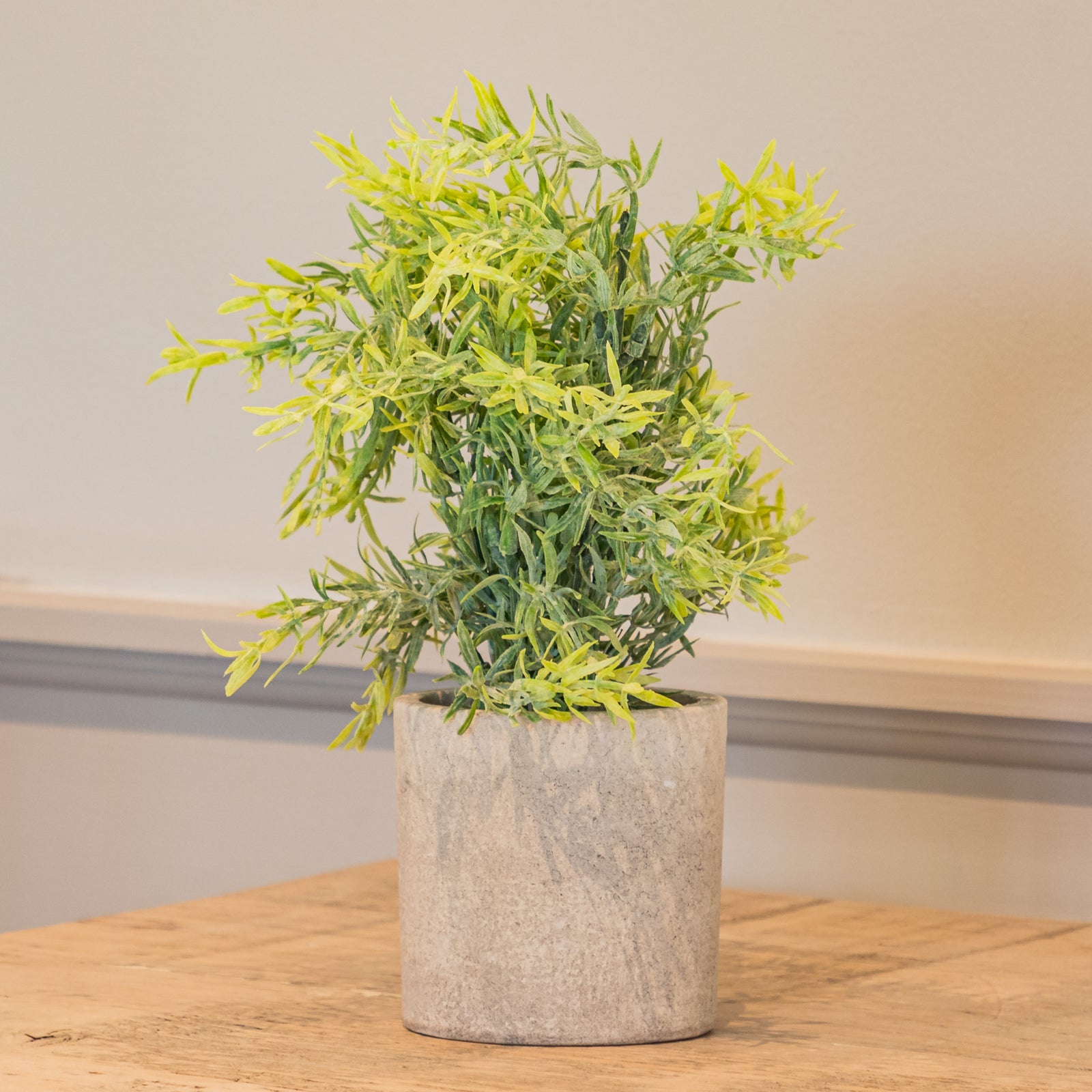 Sage Plant In Stone Effect Pot