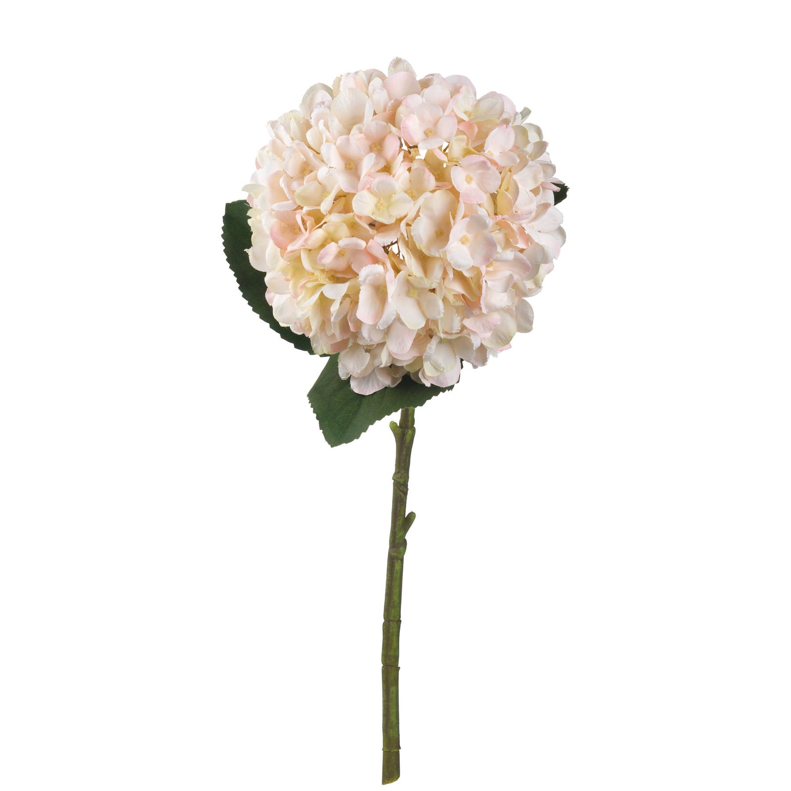 Spring Blush Hydrangea